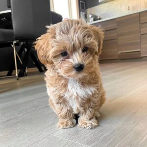 Maltipoo Puppies for Sale in Houston