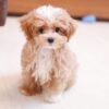 Maltipoo Puppies for Adoption