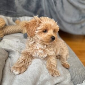 Maltipoo Puppies For Sale Near Me