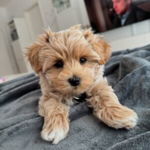 Maltipoo Puppies For Sale Near Me