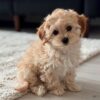 Maltipoo Puppy For Sale Near Me