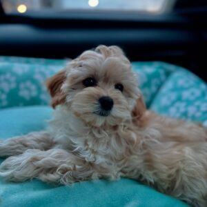 Maltipoo Puppy For Sale Near Me