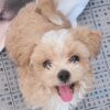Maltipoo for Sale