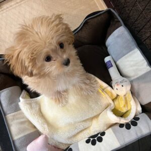 Maltipoo Puppy Breeders