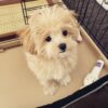 Maltipoo Puppy Breeders