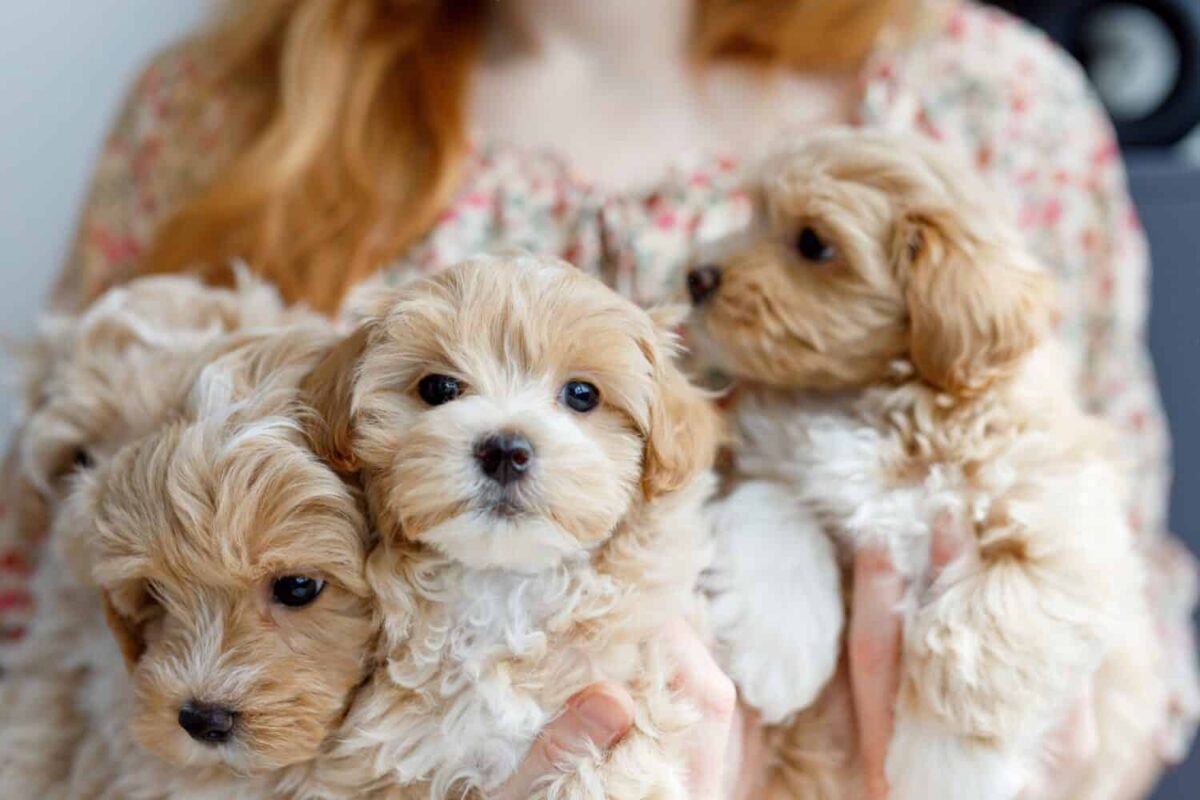 Maltipoo Puppies