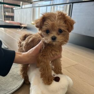 Teacup Maltipoo Puppies