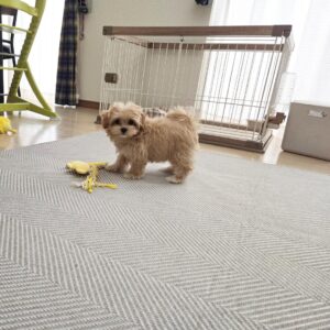 Teacup Maltipoo Puppy For Sale