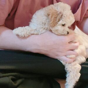 Maltipoo Puppies For Sale