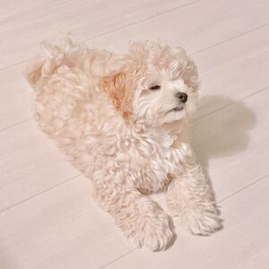 Maltipoo Puppies For Sale